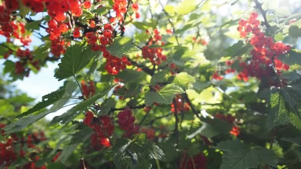 自家製の庭で成長しているブッシュに熟した赤いスグリ リブルブラム の新鮮な束 フィールドの浅い深さとぼやけた背景 太陽の光に照らされる 接近中だ Video — ストック動画