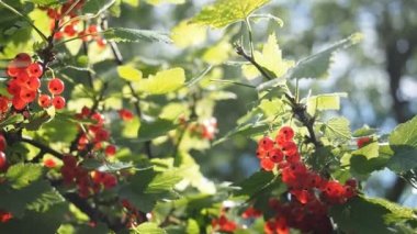 Ev yapımı bahçede yetişen çalılıklarda yetişen taze kırmızı üzümler (Ribes rubrum). Yüzeysel alan derinliği ve bulanık arkaplan. Güneş ışığıyla aydınlatılmış. Yakın plan. Hd Videosu