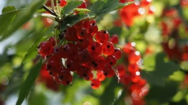 Ev yapımı bahçede yetişen çalılıklarda yetişen taze kırmızı üzümler (Ribes rubrum). Yüzeysel alan derinliği ve bulanık arkaplan. Güneş ışığıyla aydınlatılmış. Yakın plan. Hd Videosu