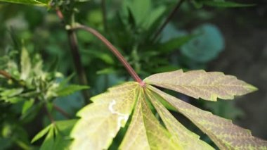 Kenevir (kenevir) tomurcuğu HD VIDEO. Olgun çiçek açan kadın marihuana çiçeği ve ev yapımı bahçede yetişen yapraklar. Yüzeysel alan derinliği ve bulanık arkaplan. Güneş ışığıyla aydınlatılmış. Yakın plan..