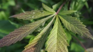 Kenevir (kenevir) tomurcuğu HD VIDEO. Olgun çiçek açan kadın marihuana çiçeği ve ev yapımı bahçede yetişen yapraklar. Yüzeysel alan derinliği ve bulanık arkaplan. Güneş ışığıyla aydınlatılmış. Yakın plan..