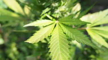 Kenevir (kenevir) tomurcuğu HD VIDEO. Olgun çiçek açan kadın marihuana çiçeği ve ev yapımı bahçede yetişen yapraklar. Yüzeysel alan derinliği ve bulanık arkaplan. Güneş ışığıyla aydınlatılmış. Yakın plan..