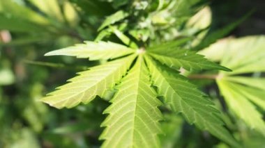 Kenevir (kenevir) tomurcuğu HD VIDEO. Olgun çiçek açan kadın marihuana çiçeği ve ev yapımı bahçede yetişen yapraklar. Yüzeysel alan derinliği ve bulanık arkaplan. Güneş ışığıyla aydınlatılmış. Yakın plan..