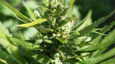 Kenevir (kenevir) tomurcuğu HD VIDEO. Olgun çiçek açan kadın marihuana çiçeği ve ev yapımı bahçede yetişen yapraklar. Yüzeysel alan derinliği ve bulanık arkaplan. Güneş ışığıyla aydınlatılmış. Yakın plan..