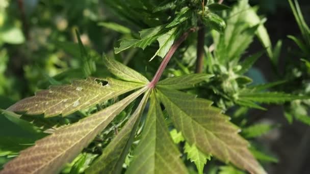 Cáñamo Cannabis Brote Video Flor Madura Flor Marihuana Femenina Hojas — Vídeos de Stock