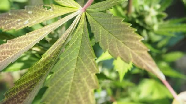 Cáñamo Cannabis Brote Video Flor Madura Flor Marihuana Femenina Hojas — Vídeos de Stock