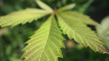 Kenevir (kenevir) tomurcuğu HD VIDEO. Olgun çiçek açan kadın marihuana çiçeği ve ev yapımı bahçede yetişen yapraklar. Yüzeysel alan derinliği ve bulanık arkaplan. Güneş ışığıyla aydınlatılmış. Yakın plan..