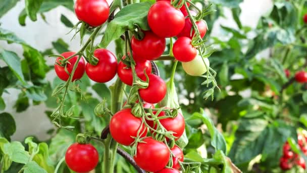 新鲜的红色成熟和未成熟的西红柿生长在自制的温室里 阳光照射下 低深度的场和模糊的背景 4K视频 — 图库视频影像
