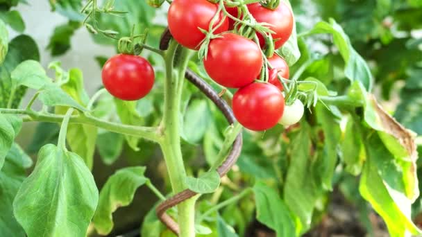 新鲜的红色成熟和未成熟的西红柿生长在自制的温室里 阳光照射下 低深度的场和模糊的背景 4K视频 — 图库视频影像
