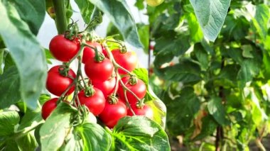 Gün ışığıyla aydınlanan taze kırmızı olgun ve olgunlaşmamış domatesler ev yapımı serada yetişiyor. Düşük alan derinliği ve bulanık arkaplan. 4k Video