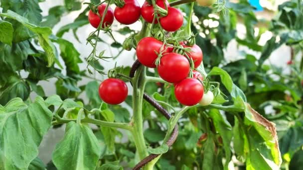 Fresh Bunch Red Ripe Unripe Tomatoes Growing Homemade Greenhouse Illuminated — Stock Video