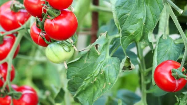 Świeża Paczka Dojrzałych Niedojrzałych Pomidorów Rosnących Szklarni Domowej Roboty Oświetlona — Wideo stockowe