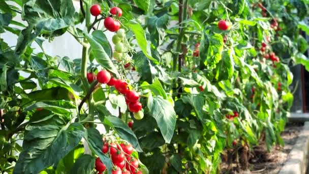 Manojo Fresco Tomates Rojos Maduros Inmaduros Que Crecen Invernadero Casero — Vídeo de stock