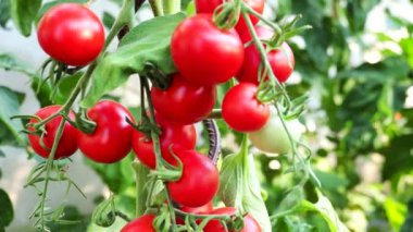 Gün ışığıyla aydınlanan taze kırmızı olgun ve olgunlaşmamış domatesler ev yapımı serada yetişiyor. Düşük alan derinliği ve bulanık arkaplan. 4k Video