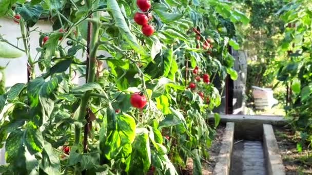 Verse Bos Van Rode Rijpe Onrijpe Tomaten Groeien Zelfgemaakte Kas — Stockvideo