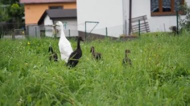 Serbest tarım su kuşu (Indian Runner Duck) ailesi - anne ve ördek yavruları - organik bir çiftlikte serbestçe koşar ve bir bahçe çayırında otlarlar. Organik tarım, hayvan hakları, doğa kavramına dönüş..