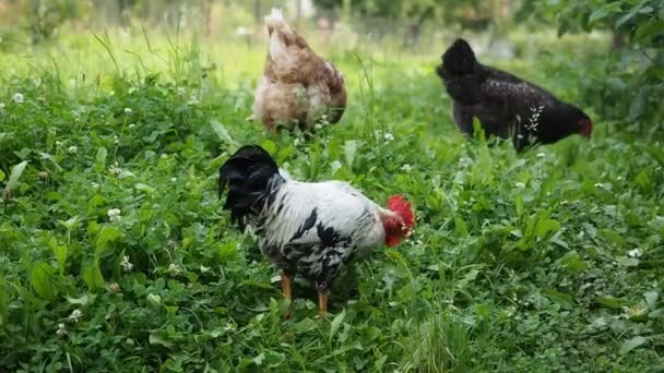 自由放养的母鸡 公鸡和小鸡 在有机农场的花园里吃草 有机耕作 动物权利 回到自然概念 — 图库视频影像