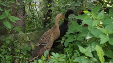 Serbest tarım su kuşu (Indian Runner Duck) ailesi - anne ve ördek yavruları - organik bir çiftlikte serbestçe koşar ve bir bahçe çayırında otlarlar. Organik tarım, hayvan hakları, doğa kavramına dönüş..