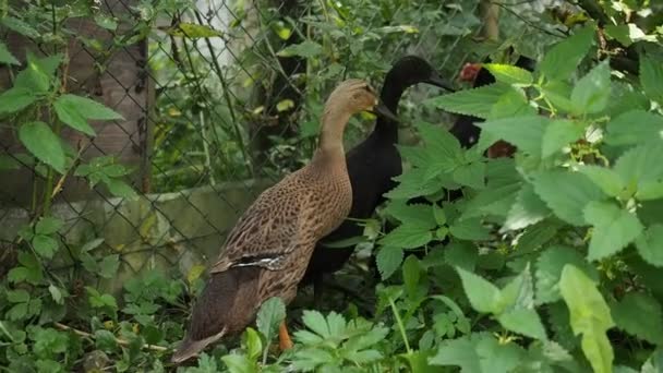 Frigående Sjöfågel Indian Runner Duck Familj Mor Och Ankungar Ekologisk — Stockvideo