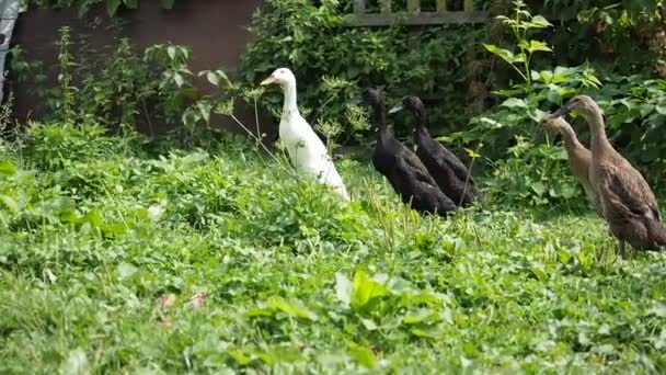 Free Range Waterfowl Indian Runner Duck Family Mother Ducklings Organic — Stock Video