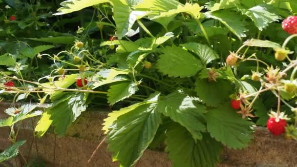 Bando Fresco Morangos Silvestres Vermelhos Fragaria Vesca Arbusto Crescendo Jardim — Vídeo de Stock