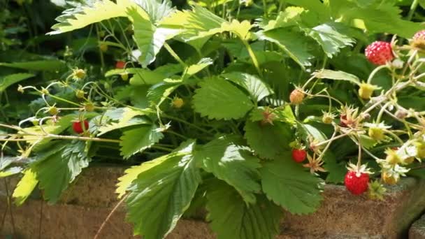 鲜红的野草莓 Fragaria Vesca 生长在4K Video的花盆中的自家菜园中 地面深度浅 背景模糊 被阳光照亮了四 后续行动 — 图库视频影像