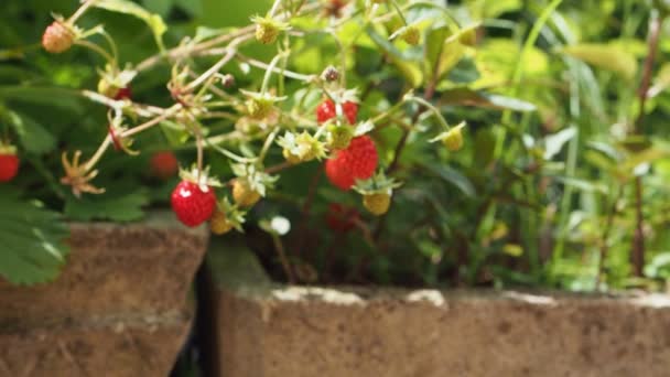 Bando Fresco Morangos Selvagens Vermelhos Fragaria Vesca Arbusto Crescendo Jardim — Vídeo de Stock
