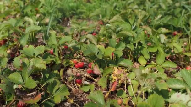 Hög Med Betade Röda Jordgubbar Fragaria Anananassa Korg Jordgubbsgårdens Fält — Stockvideo