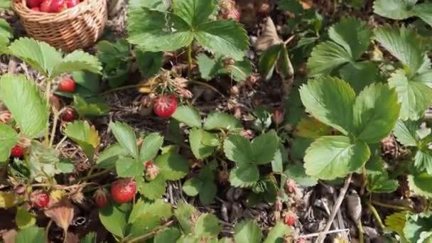 Ein Haufen Eingelegter Roter Erdbeeren Fragaria Ananassa Einem Korb Auf — Stockvideo