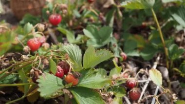 4k Video 'da çilek tarlasında bir sepet dolusu kırmızı çilek (Fragaria x ananassa). Güneş ışığıyla aydınlatılmış. Düşük alan derinliği ve bulanık arkaplan. Yakın plan..