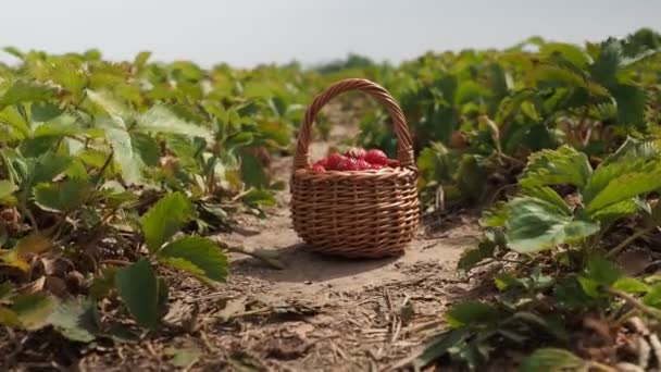 4Kビデオのイチゴ農場の畑のバスケットに漬けた赤いイチゴ Framaria Ananassa 太陽の光に照らされる 被写界深度が低く背景がぼやけています — ストック動画