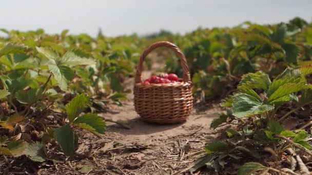 Pile Pickled Red Strawberries Fragaria Ananassa Basket Strawberry Farm Field — Stock Video