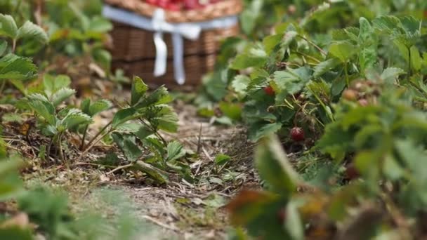 Una Pila Fresas Rojas Escabeche Fragaria Anananassa Una Canasta Campo — Vídeos de Stock