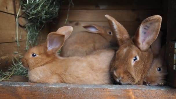 Niedliche Braune Kaninchen Auf Einem Biobauernhof Versteckt Der Kaninchenbude Beleuchtet — Stockvideo