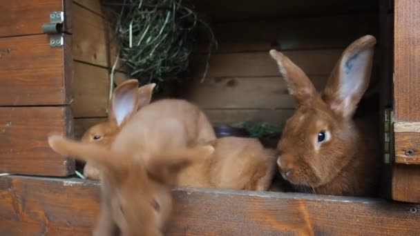 Söta Bruna Kaniner Ekologisk Gård Som Gömmer Sig Kaninskjulet Upplyst — Stockvideo