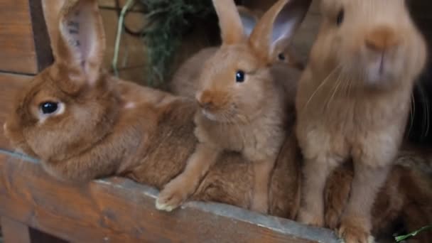 Милі Коричневі Кролики Органічній Фермі Ховаючись Хатинці Кролика Освітлюється Яким — стокове відео