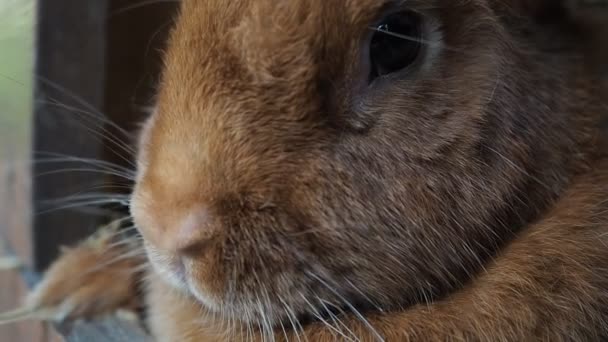 Schattig Bruin Konijn Een Biologische Boerderij Verstopt Konijnenhok Verlicht Door — Stockvideo