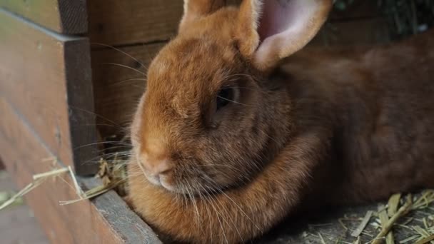 Słodki Brązowy Królik Organicznej Farmie Ukrywający Się Króliczej Chacie Oświetlone — Wideo stockowe