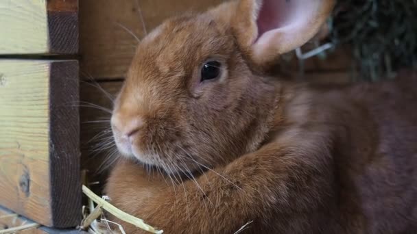 Aranyos Barna Nyúl Egy Bio Farmon Nyúl Kunyhójában Rejtőzik Lágy — Stock videók