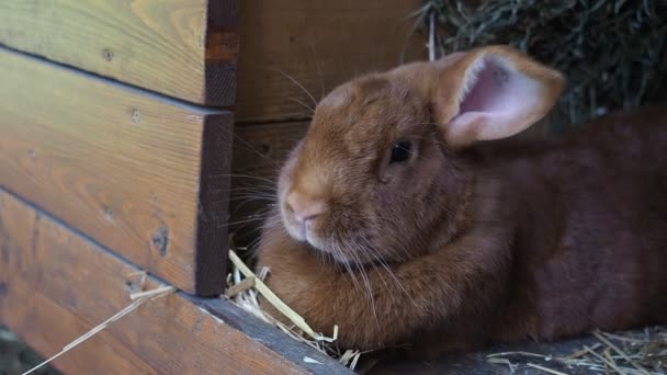 Nettes Braunes Kaninchen Auf Einem Biobauernhof Versteckt Kaninchenstall Beleuchtet Durch — Stockvideo