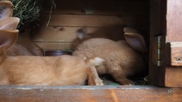 Lindos Conejos Marrones Una Granja Orgánica Escondidos Embrague Del Conejo — Vídeo de stock