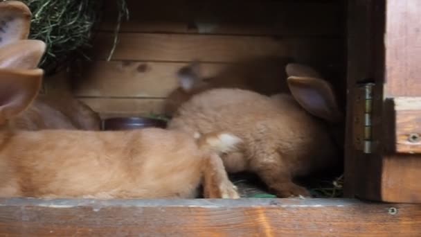 Roztomilí Hnědí Králíci Ekologické Farmě Schovaní Králičí Boudě Osvětlené Měkkým — Stock video