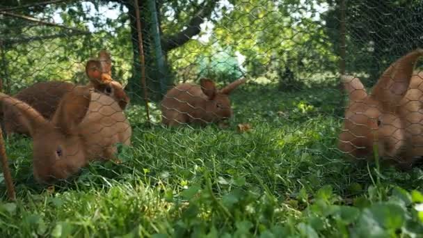 在有机农场里可爱的棕色小兔子 在Hd Video的兔子围栏里用草喂食 被柔和的日光照亮了有机耕作 动物权利 回到自然概念 — 图库视频影像