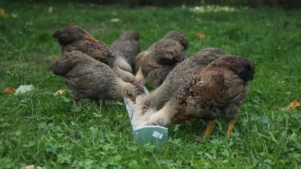 Gallinas Rango Libre Nueve Semanas Edad Pollos Bebé Comer Alimentador — Vídeos de Stock