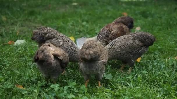 無料の範囲は Videoの有機農場の庭のフィーダーから食べる 9週間の赤ちゃん鶏を鶏に与えます 有機農業動物の権利自然概念に戻る — ストック動画