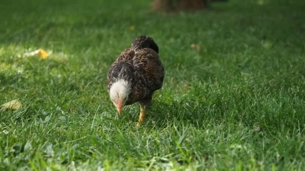 Poules d'élevage gratuites - poulets de neuf semaines - broutant librement dans le jardin d'une ferme biologique en HD VIDEO. Agriculture biologique, droits des animaux, retour à la nature .