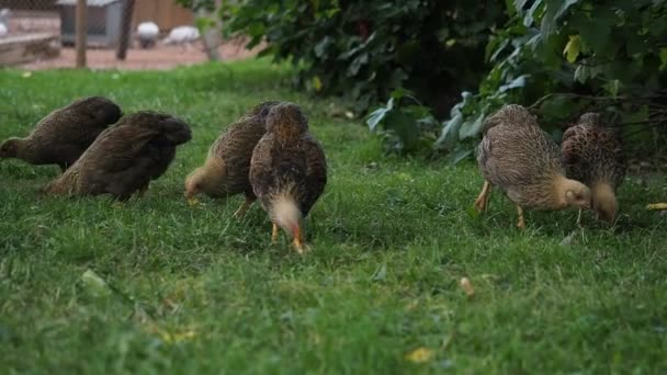 Freilandhühner Neun Wochen Alte Baby Hühner Grasen Frei Garten Eines — Stockvideo