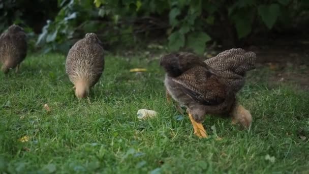 Freilandhühner Neun Wochen Alte Baby Hühner Grasen Frei Garten Eines — Stockvideo