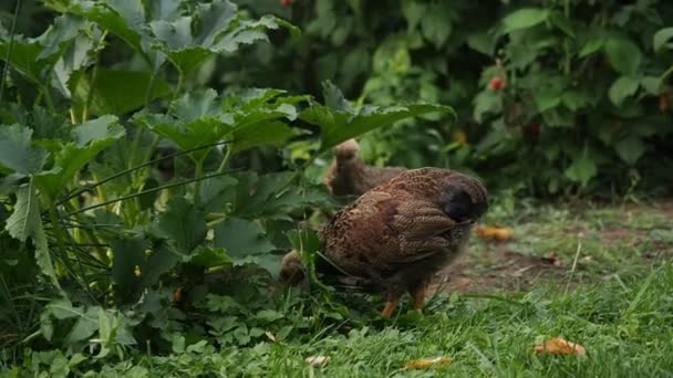 Video Organik Bir Çiftliğin Bahçesinde Özgürce Otlayan Dokuz Haftalık Tavuk — Stok video