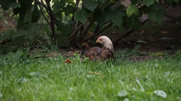 免费放养的母鸡 九周大的小鸡宝宝 在Hd Video的一个有机农场的花园里自由放牧 有机耕作 动物权利 回到自然概念 — 图库视频影像